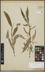 Foto von Salix alba L. x Salix fragilis L.